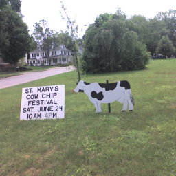 Picture: St. Mary's Cow Chip Festival, June 24